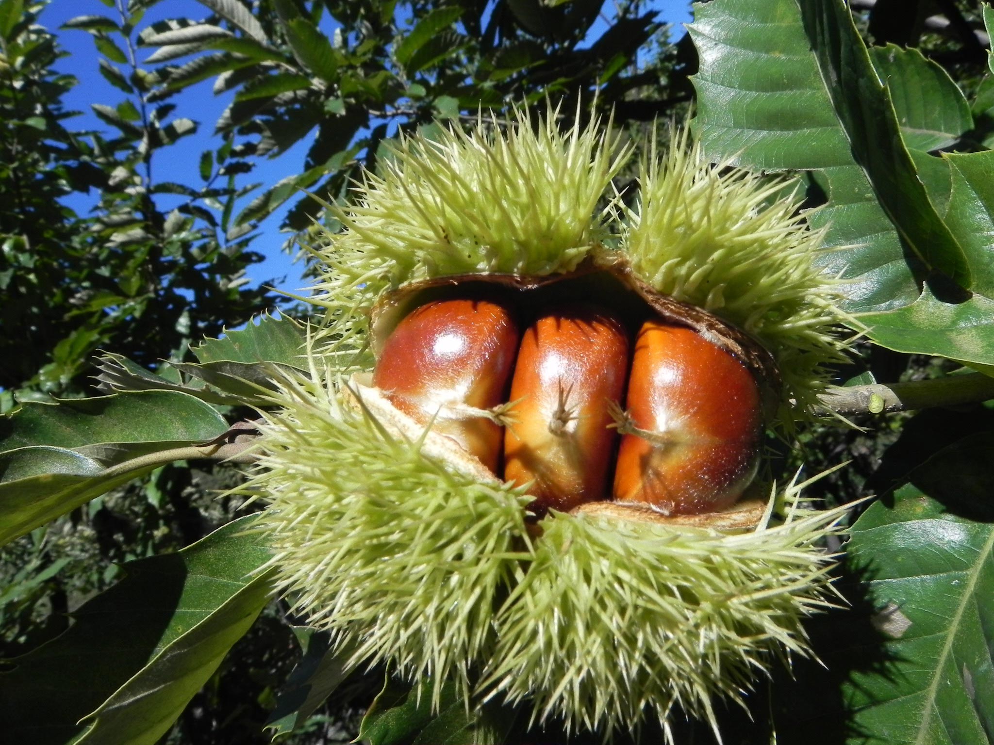 百年前引進日本種,中埔農民寫下台灣板栗改良史百年前引進日本種,中埔農民寫下台灣板栗改良史百年前引進日本種,中埔農民寫下台灣板栗改良史